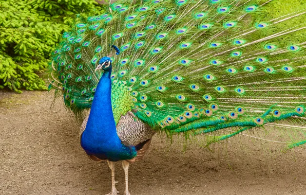 Birdwatcher’s Paradise